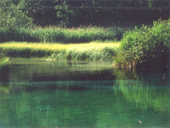 Zelenci Marsh