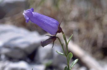 Zois' Bellflower